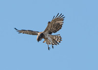 Short toed snake eagle