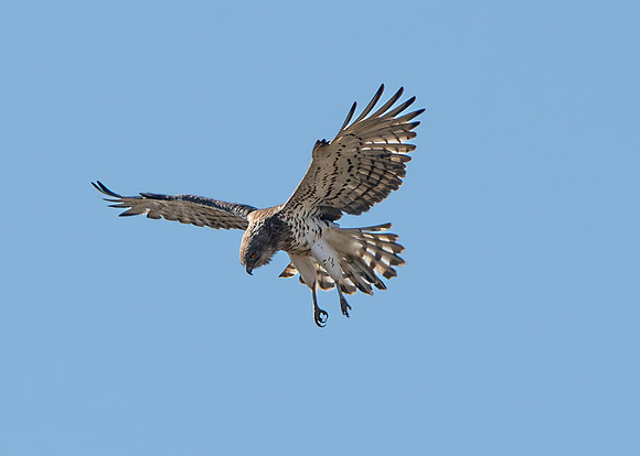 Short toed snake eagle