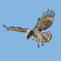 Short toed snake eagle