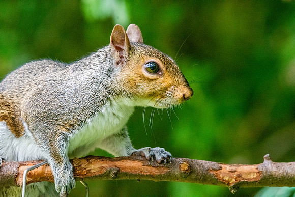 Grey squirrel