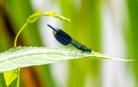 Banded demoiselle damselfly