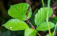 Banded damselfly, female