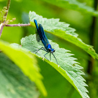 Banded demoiselle damselfly