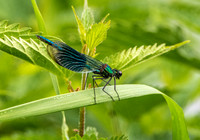 Banded demoiselle damselfly