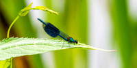 Banded demoiselle damselfly