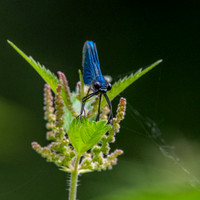Banded demoiselle damselfly