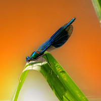 Banded demoiselle damselfly