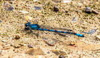 Common blue damselfly
