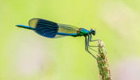 Banded demoiselle damselfly