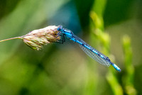 Common blue damselfly