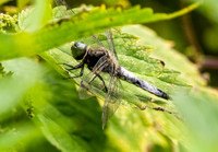 Black tailed skimmer