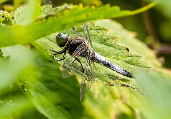 Black tailed skimmer