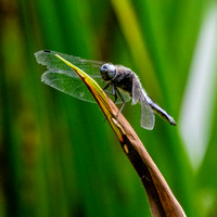 Black tailed skimmer