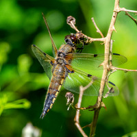 Four-spotted chaser dragonfly