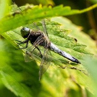 Black tailed skimmer