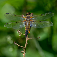 Four-spotted chaser dragonfly
