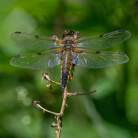 Four-spotted chaser dragonfly