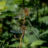 Four-spotted chaser dragonfly