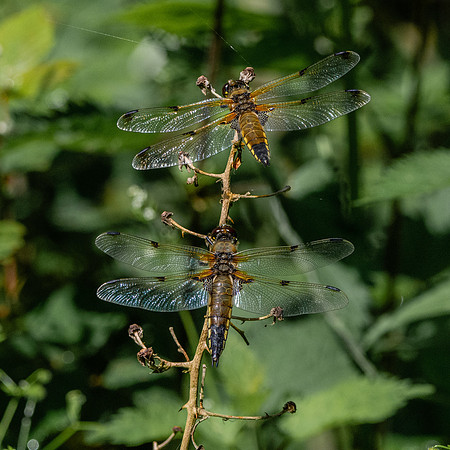 Four-spotted chaser dragonfly