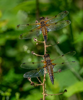 Four-spotted chaser dragonfly
