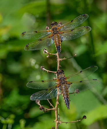 Four-spotted chaser dragonfly