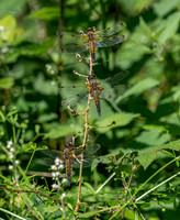 Four-spotted chaser dragonfly
