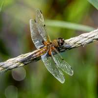 Four-spotted chaser dragonfly