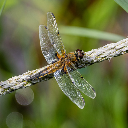 Four-spotted chaser dragonfly