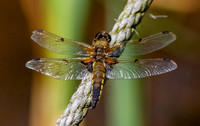 Four-spotted chaser dragonfly
