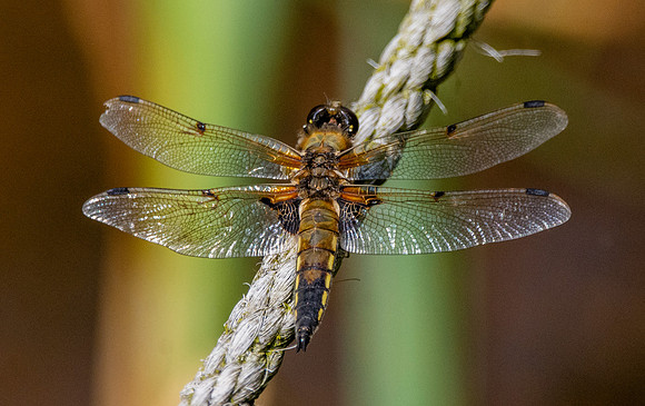 Four-spotted chaser dragonfly