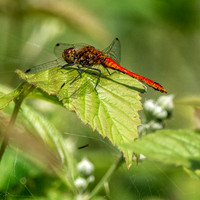 Ruddy darter dragonfly