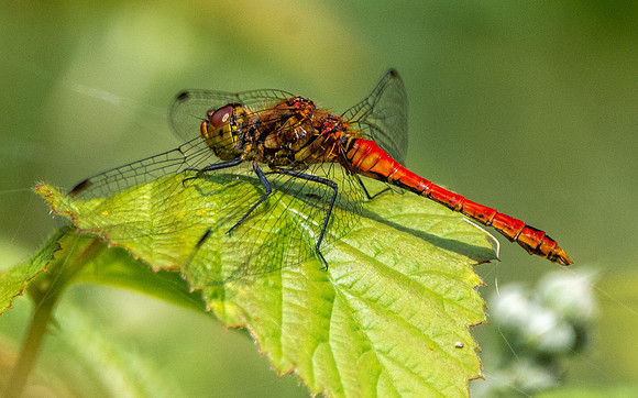 Ruddy darter dragonfly