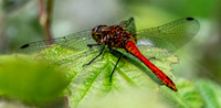 Ruddy darter dragonfly