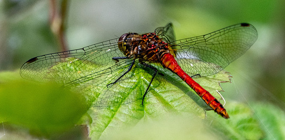 Ruddy darter dragonfly