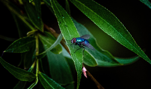 Bluebottle
