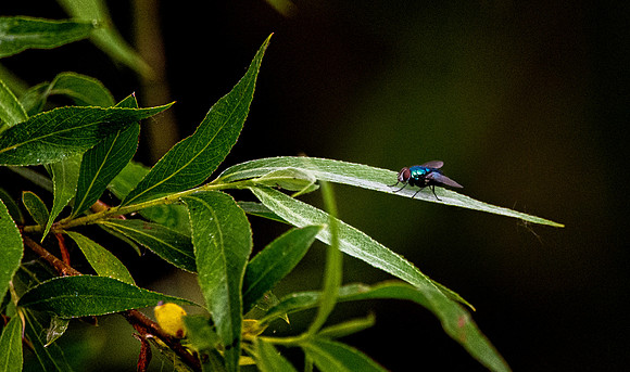 Bluebottle