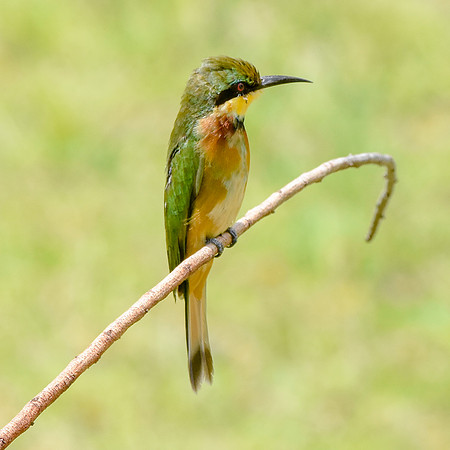 Little bee eater