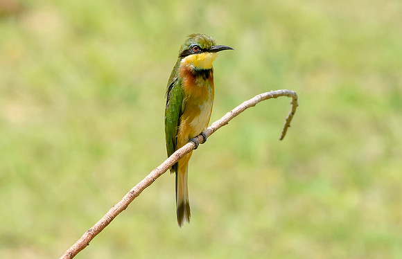 Little bee eater