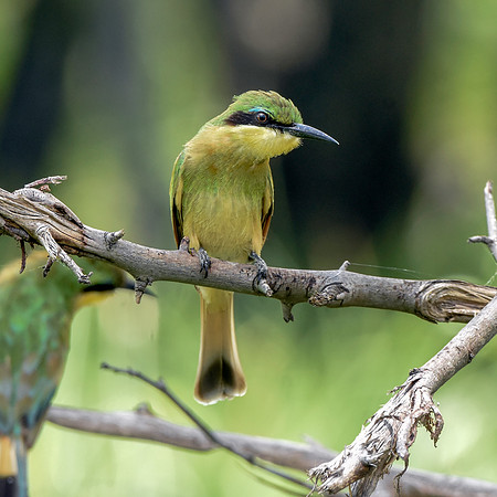 Little bee eater
