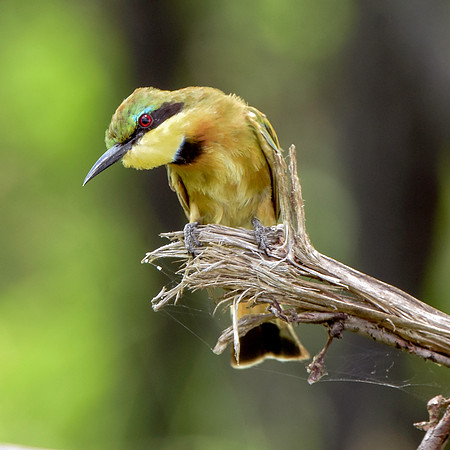 Little bee eater