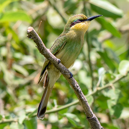 Little bee eater