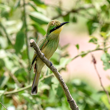 Little bee eater