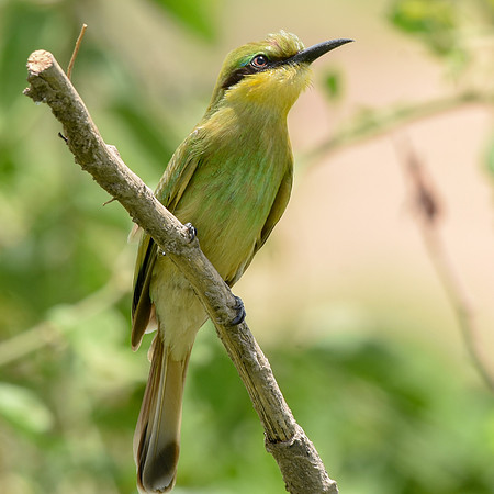 Little bee eater