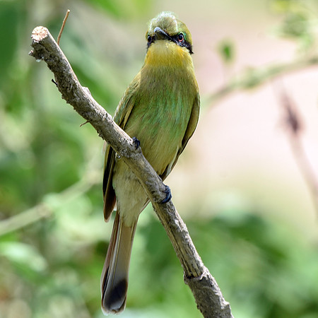 Little bee eater