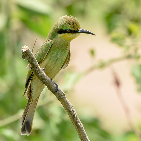 Little bee eater