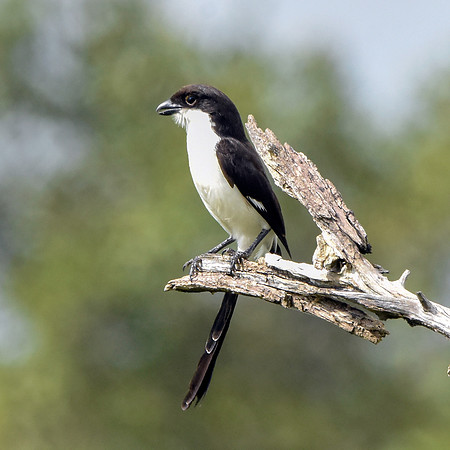 Long tailed fiscal shrike