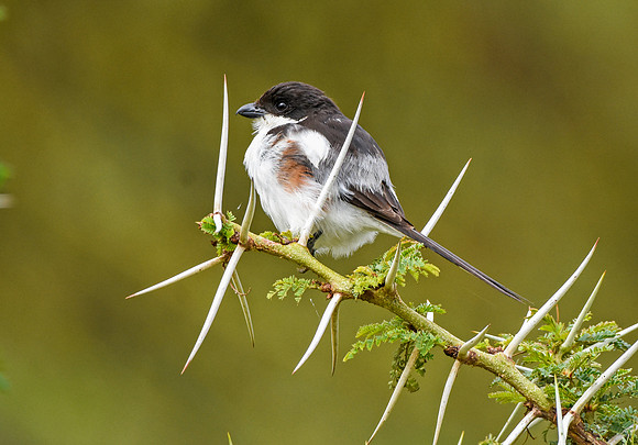 Long tailed fiscal shrike
