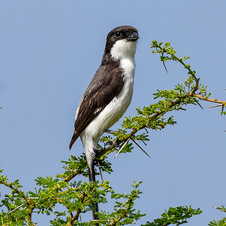 Long tailed fiscal shrike