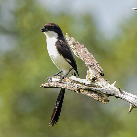 Long tailed fiscal shrike