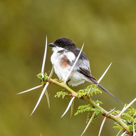Long tailed fiscal shrike